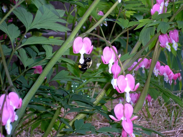 Bleeding Hearts and Friend