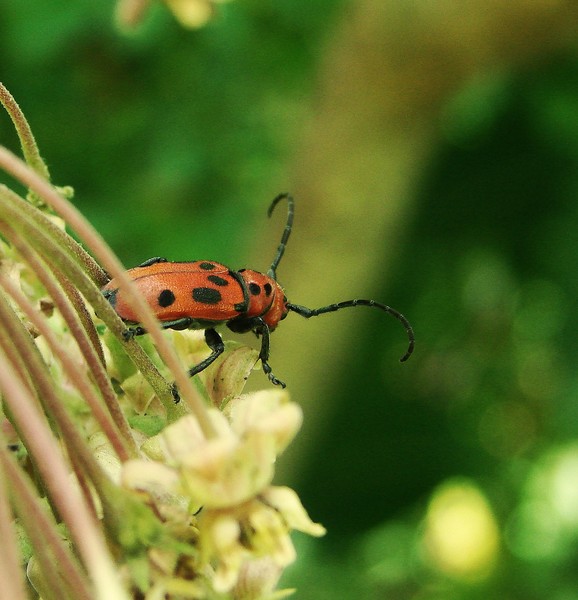 Insect on Milkweed
