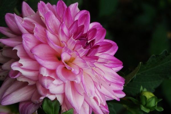 WV Garden Floral
