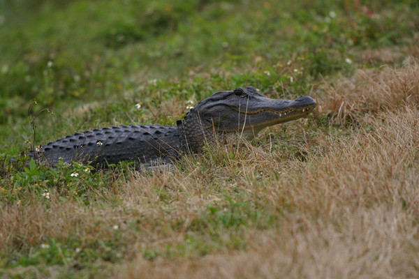 Chance Encounter