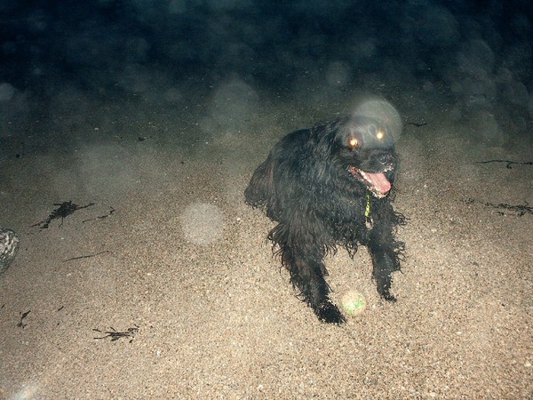 POPPY NIGHT BEACH ORBS PLAYIN