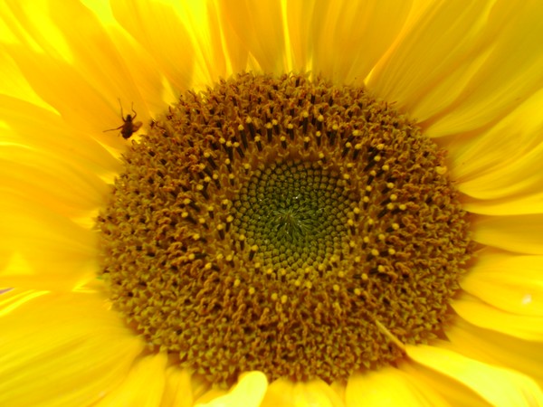 CLOSE UP SUNFLOWER1