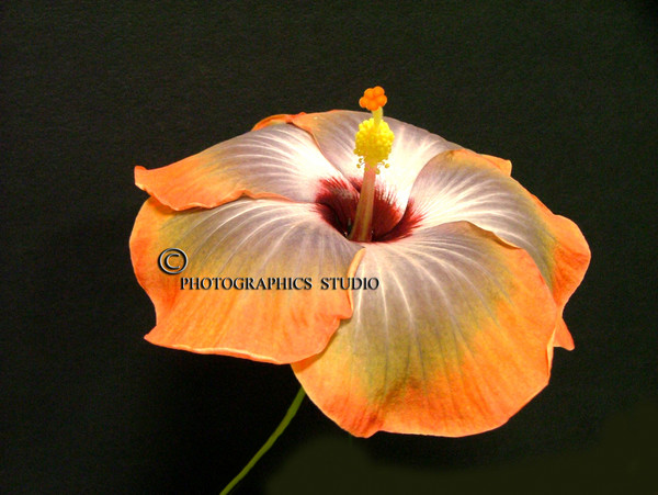 Hibiscus