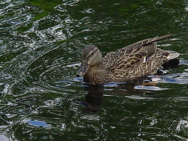 Mama Duck