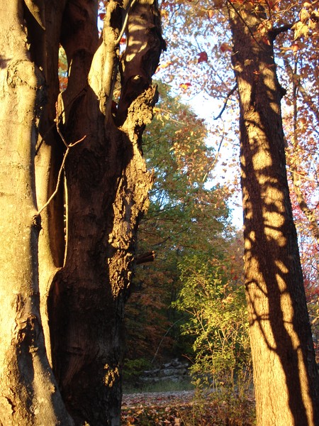 Autumn Shadows