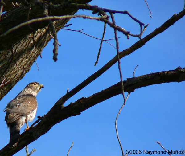 Hawk