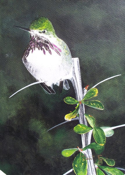 Hummingbird