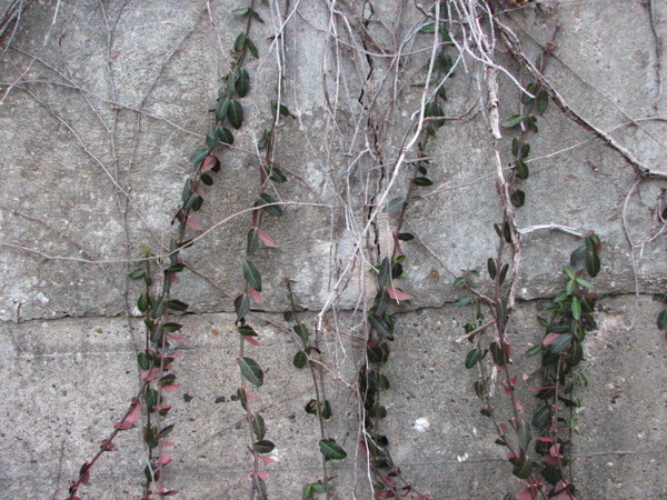 Vines