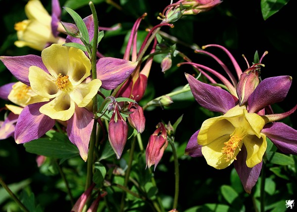 AQUILEGIA