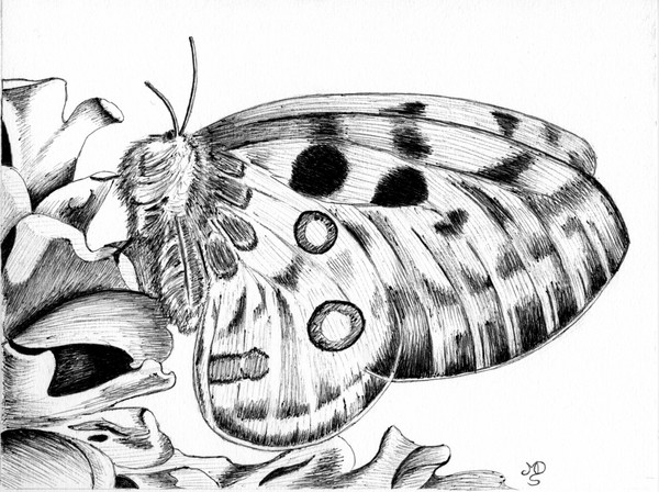 Apollo Butterfly