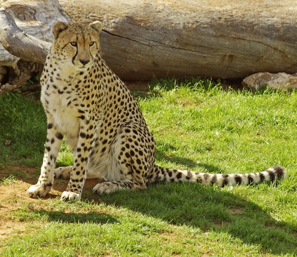 Cheetah.