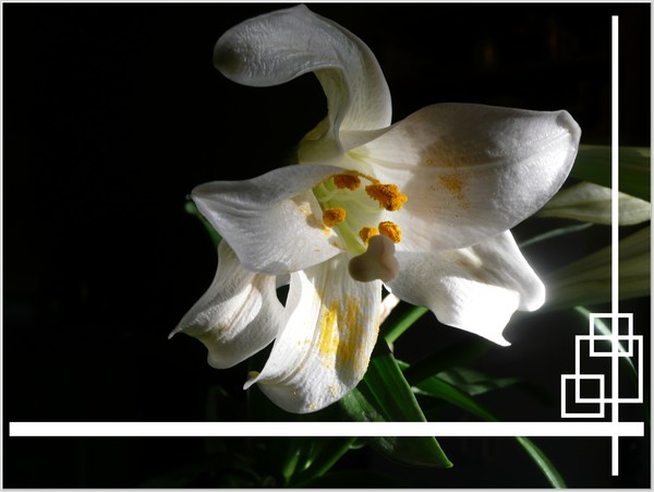 Lily Of My Heart