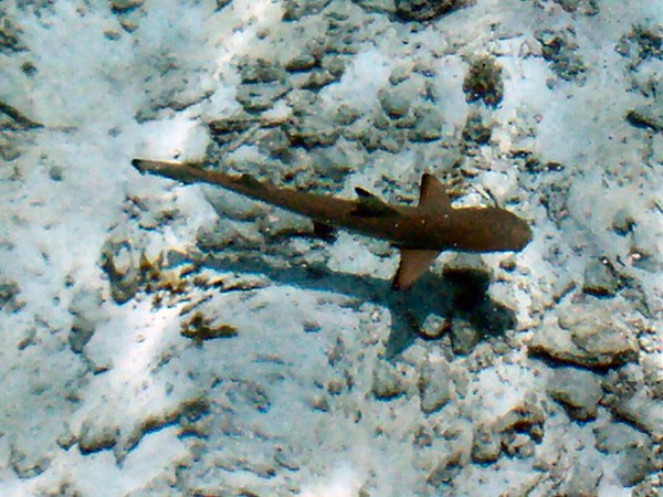 shark