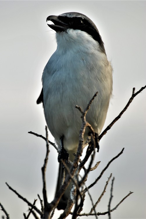 Loggerhead Shrike 