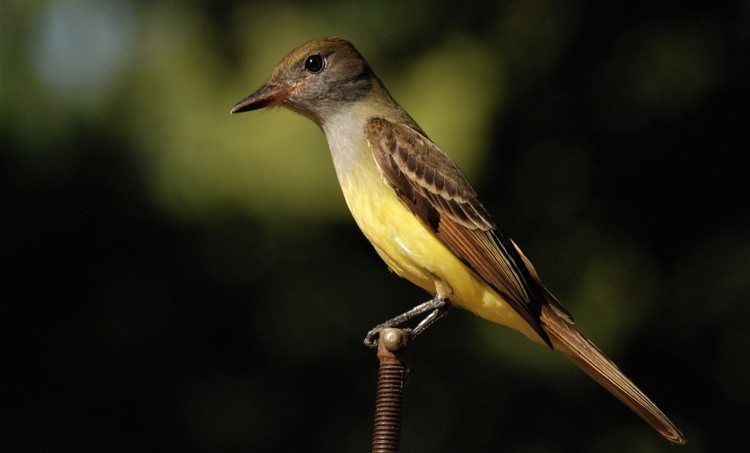 Great Crested Flycatcher