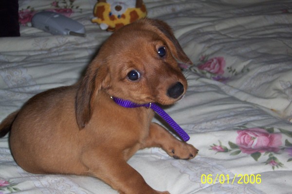 Dora