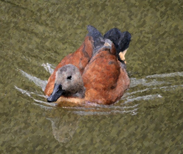 Duck in Water