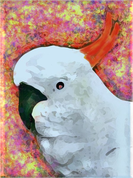 COCKATOO-TOO