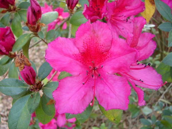 pretty in pink
