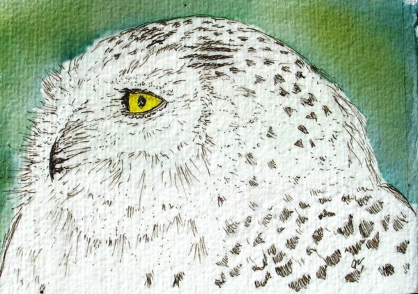 Snowy Owl