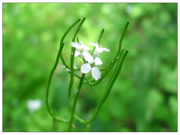 Child of Spring