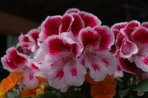 Spring Colors 2