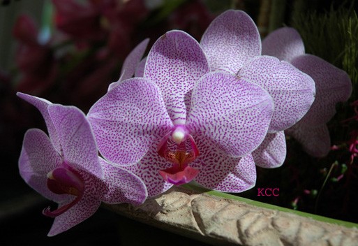 Orchid 11