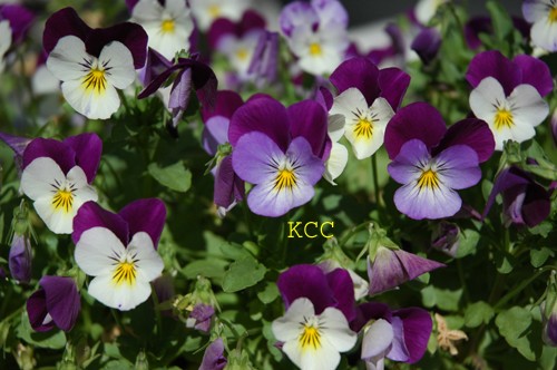 The Color Purple 10