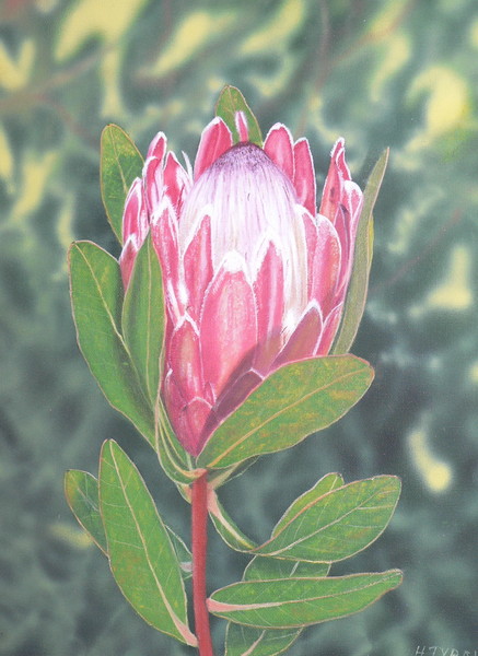 protea