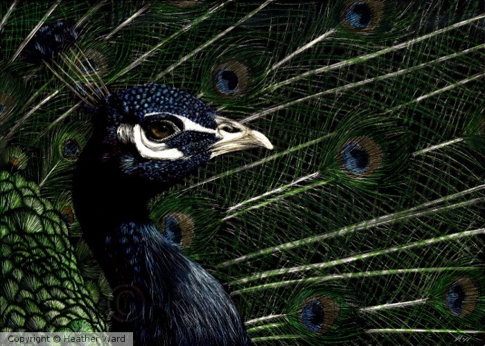Peacock