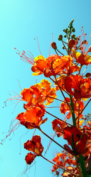 Summer Flame