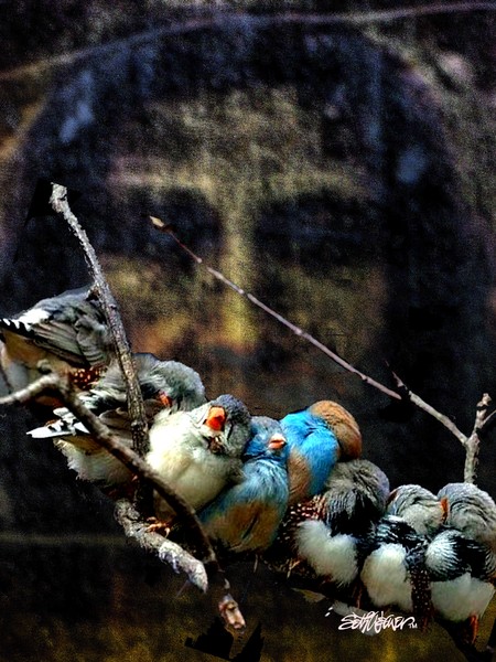His Eye Is On The Sparrow