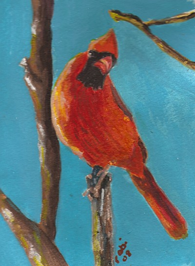 Cardinal in Sunlight