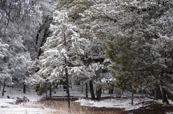 Winter Wonderland