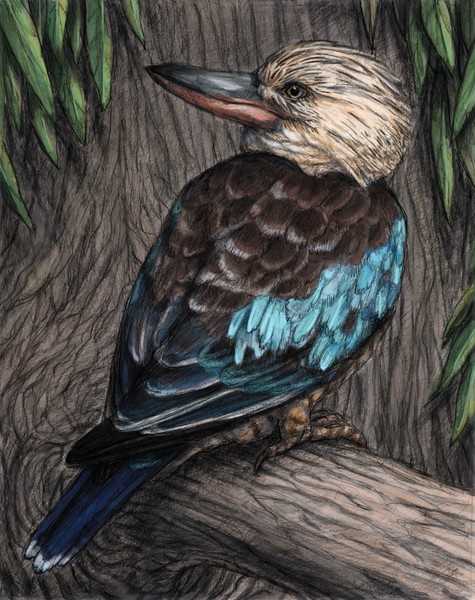 Blue-winged Kookaburra