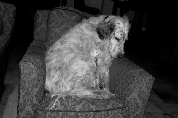 Dr. Mikey, Therapy Dog