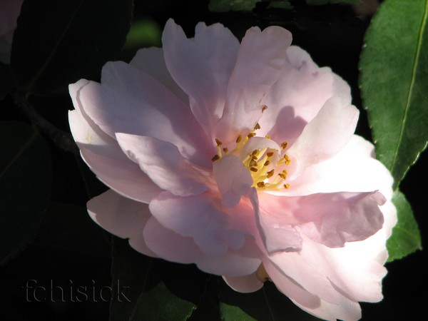Deb's_Camelia__