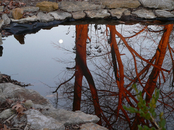 Reflections in my Koi Pond