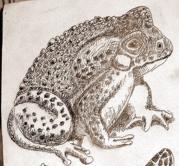 Mr. Toad