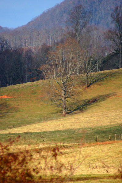 Tree Shadows Light Mountains