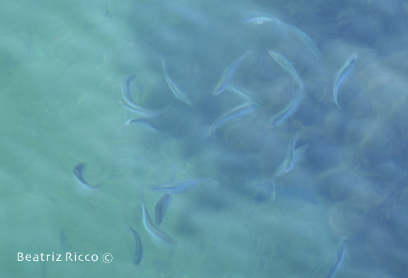pisces
