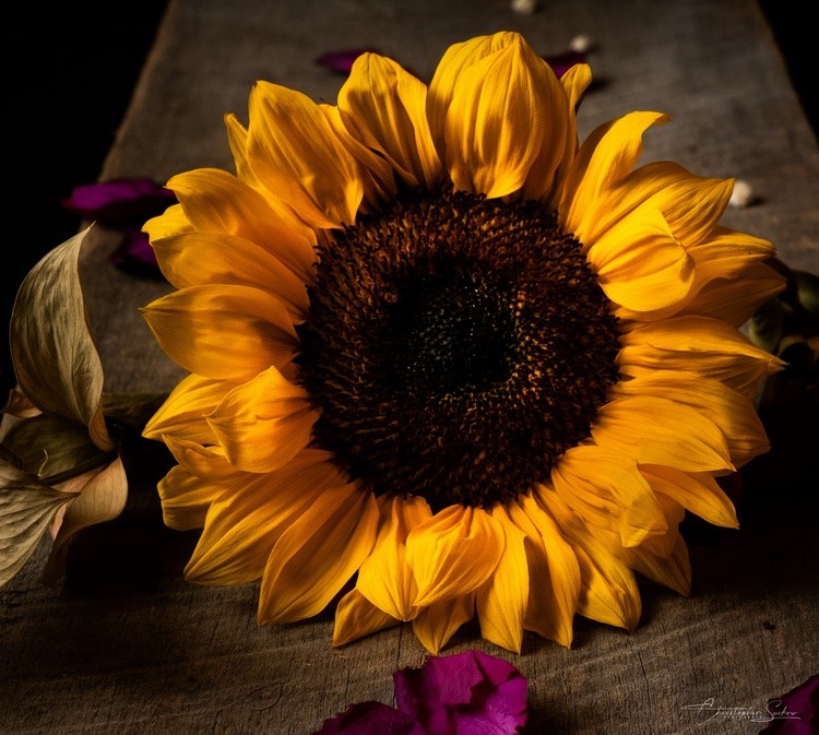 Fun with sunflowers