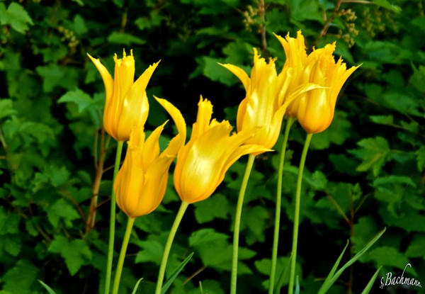  Yellow beauty !