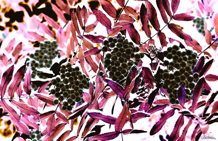 Black berries..