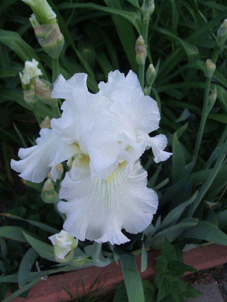 White Iris