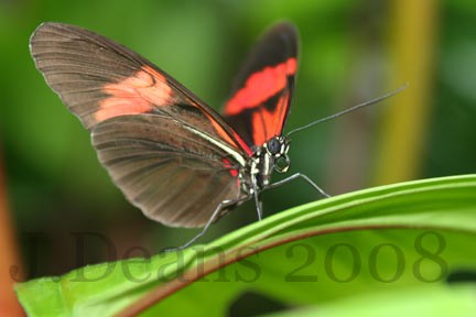 Butterfly Conservatory 1
