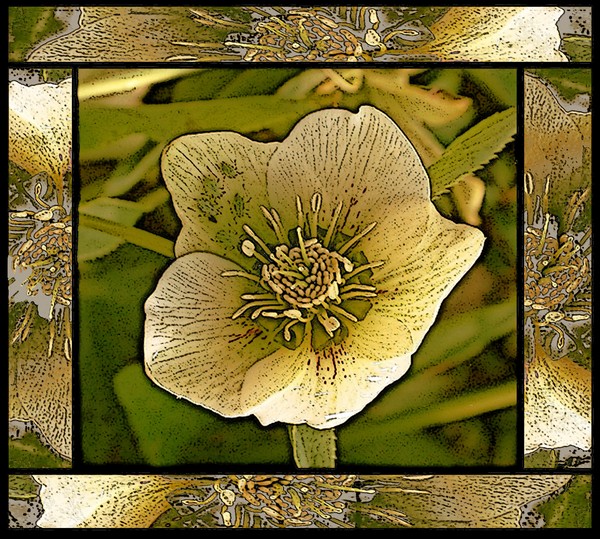 Christmas Rose No 2