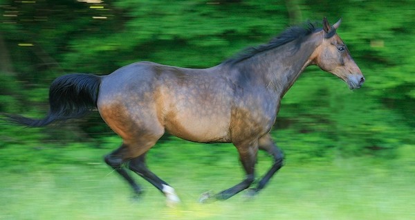 Horse_at_a_Run