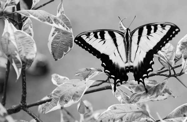 Butterfly at Wazee