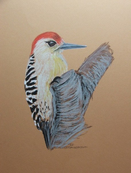 red bellied woodpecker